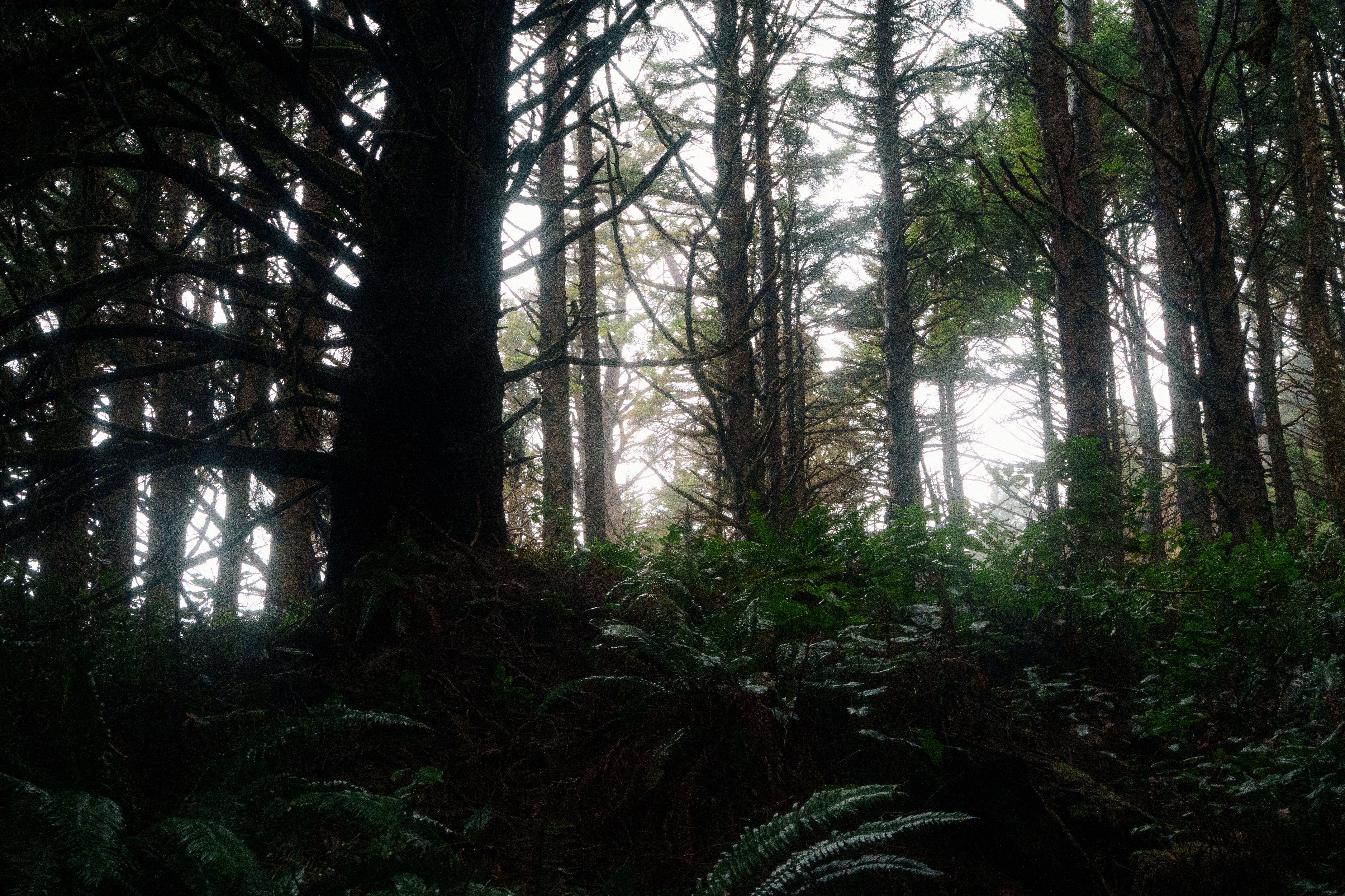 The Oregon coast under heavy fog.