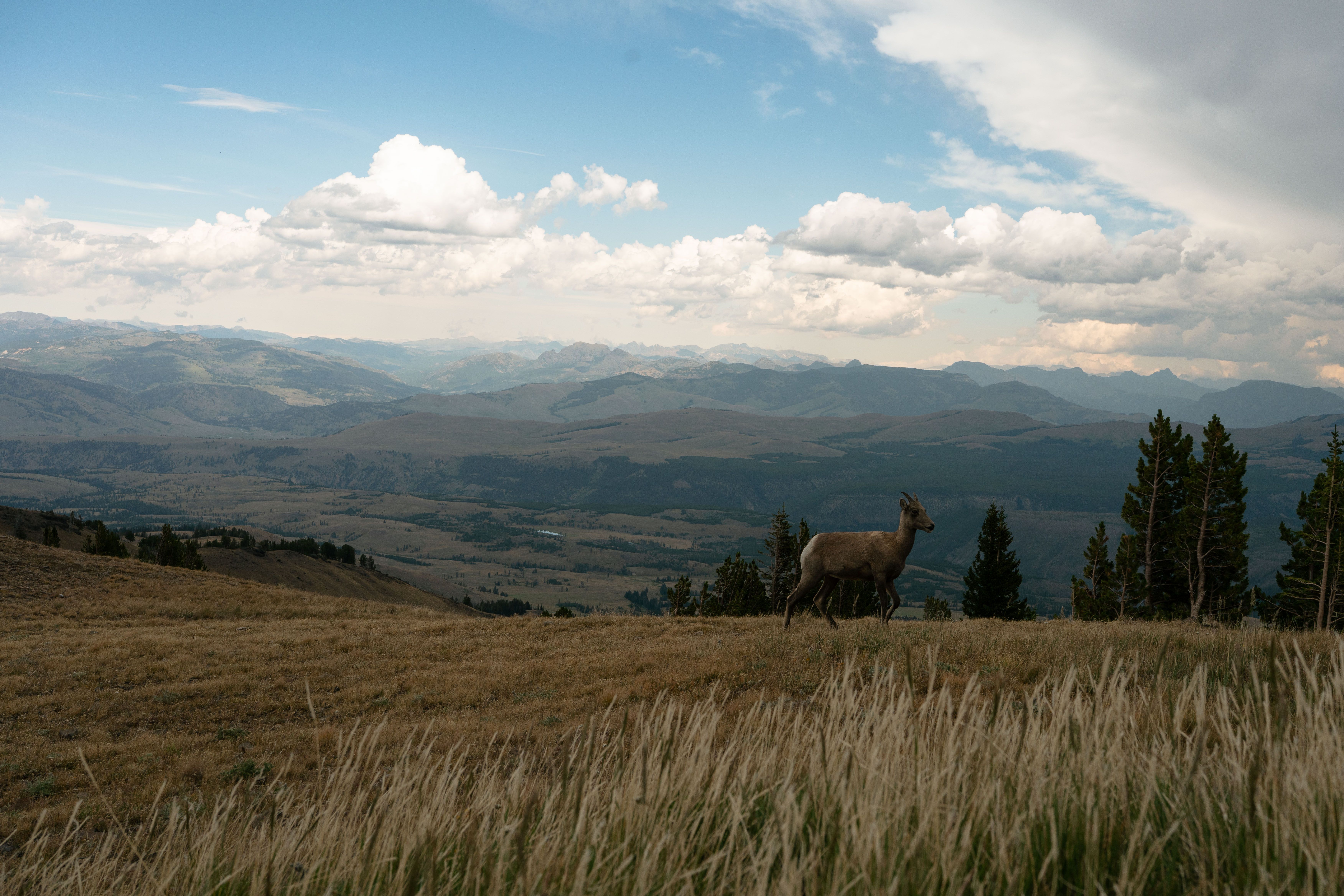 Yellowstone Lake from a distance, with a storm approaching.